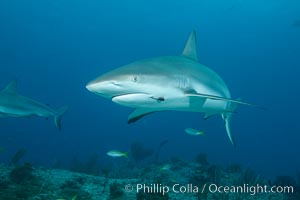 Caribbean reef shark with fishing hook. Bahamas, Carcharhinus perezi, natural history stock photograph, photo id 31980