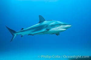 Caribbean reef shark