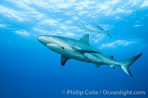 Caribbean reef shark with fishing hook, Carcharhinus perezi