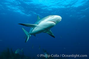 Caribbean reef shark, Carcharhinus perezi