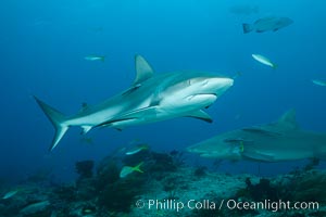 Caribbean reef shark. Bahamas, Carcharhinus perezi, natural history stock photograph, photo id 31985