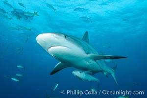 Caribbean reef shark, Carcharhinus perezi