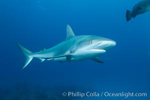 Caribbean reef shark, Carcharhinus perezi