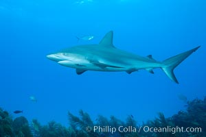 Caribbean reef shark. Bahamas, Carcharhinus perezi, natural history stock photograph, photo id 31990