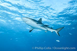 Caribbean reef shark, Carcharhinus perezi