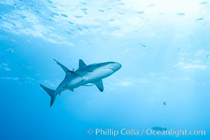 Caribbean reef shark. Bahamas, Carcharhinus perezi, natural history stock photograph, photo id 31993