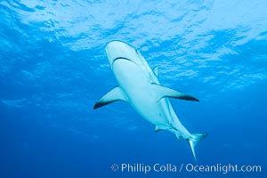 Caribbean reef shark. Bahamas, Carcharhinus perezi, natural history stock photograph, photo id 31994