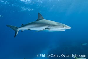 Caribbean reef shark, Carcharhinus perezi