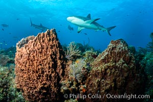 Caribbean reef shark swims over sponges and coral reef, Carcharhinus perezi