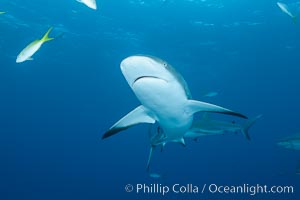 Caribbean reef shark. Bahamas, Carcharhinus perezi, natural history stock photograph, photo id 31998