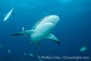 Caribbean reef shark, Carcharhinus perezi