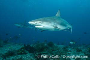 Caribbean reef shark, Carcharhinus perezi