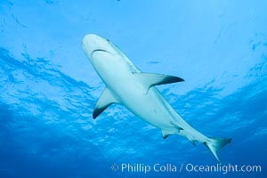 Caribbean reef shark, Carcharhinus perezi