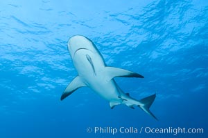 Caribbean reef shark. Bahamas, Carcharhinus perezi, natural history stock photograph, photo id 32004