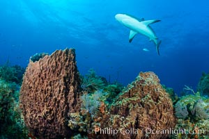 Caribbean reef shark swims over sponges and coral reef, Carcharhinus perezi