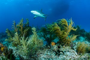 Caribbean reef shark swims over coral reef, Carcharhinus perezi