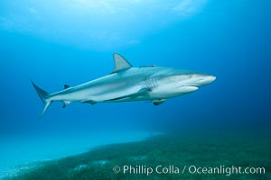 Caribbean reef shark swimming over eel grass, Carcharhinus perezi