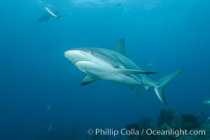 Caribbean reef shark, Carcharhinus perezi