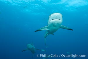 Caribbean reef shark, Carcharhinus perezi