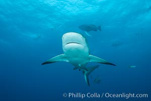 Caribbean reef shark, Carcharhinus perezi