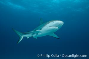 Caribbean reef shark, Carcharhinus perezi