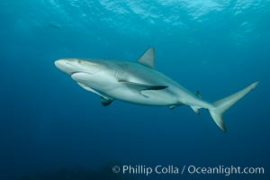 Caribbean reef shark, Carcharhinus perezi