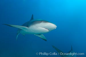 Caribbean reef shark, Carcharhinus perezi