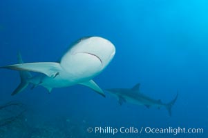 Caribbean reef shark, Carcharhinus perezi