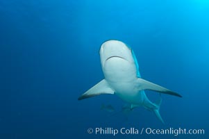 Caribbean reef shark, Carcharhinus perezi