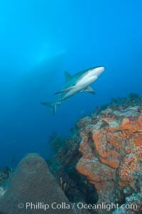 Caribbean reef shark swims over a coral reef, Carcharhinus perezi