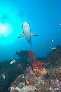 Caribbean reef shark swims over a coral reef, Carcharhinus perezi