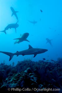Lots of Caribbean reef sharks gather over a coral reef, Carcharhinus perezi