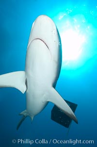 Caribbean reef shark, Carcharhinus perezi