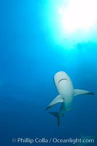 Caribbean reef shark, Carcharhinus perezi