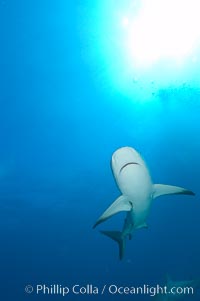 Caribbean reef shark, Carcharhinus perezi