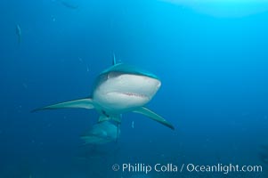 Caribbean reef shark, Carcharhinus perezi