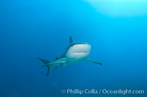 Caribbean reef shark, Carcharhinus perezi