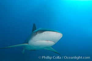 Caribbean reef shark, Carcharhinus perezi