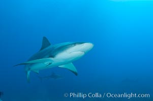 Caribbean reef shark, Carcharhinus perezi