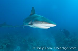 Caribbean reef shark, Carcharhinus perezi