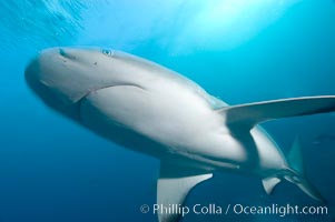 Caribbean reef shark, Carcharhinus perezi