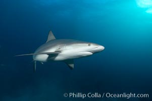 Caribbean reef shark, Carcharhinus perezi