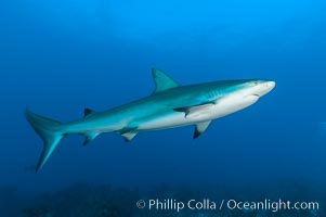 Caribbean reef shark, Carcharhinus perezi