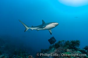 Caribbean reef shark swims over a coral reef, Carcharhinus perezi