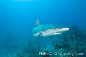 Caribbean reef shark swims over a coral reef, Carcharhinus perezi