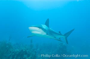 Caribbean reef shark swims over a coral reef, Carcharhinus perezi