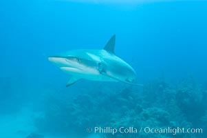 Caribbean reef shark swims over a coral reef, Carcharhinus perezi