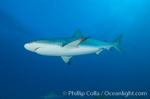 Caribbean reef shark, Carcharhinus perezi