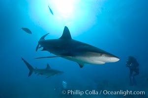 Caribbean reef shark, Carcharhinus perezi