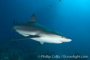 Caribbean reef shark, Carcharhinus perezi